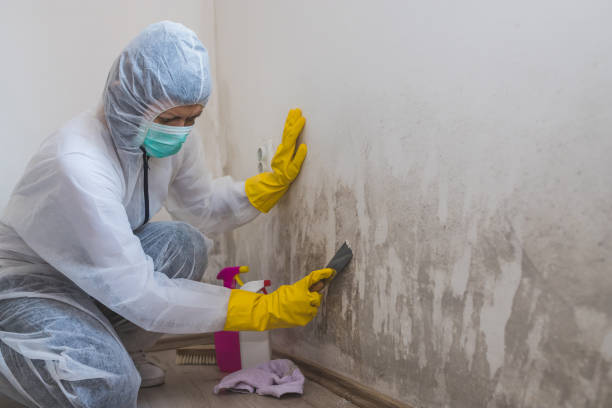 Best Mold Removal Process  in Wewa, OK