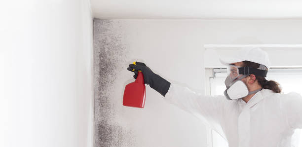 Professional Mold Removal in Wewoka, OK