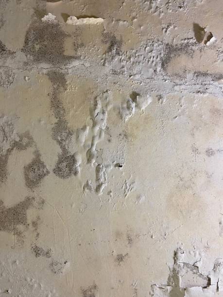 Home Mold Removal in Wewoka, OK