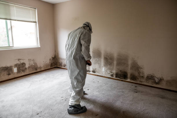 Best Black Mold Removal  in Wewa, OK