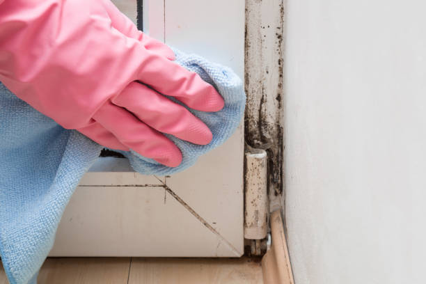 Best Commercial Mold Removal  in Wewa, OK